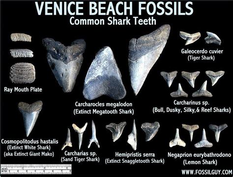 shark teeth and vertebrates.